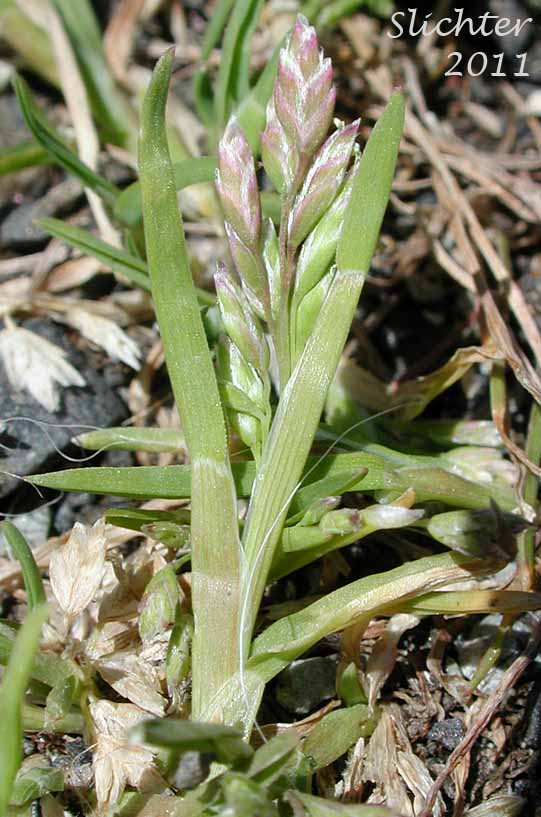 Annual Bluegrass, Annual Blue Grass: Poa annua (Synonyms: Poa annua var. aquatica, Poa annua var. reptans)