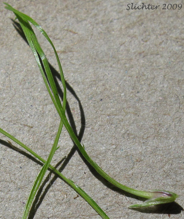 Bulbils of Bulbous Bluegrass, Bulbous Blue Grass: Poa bulbosa (Synonyms: Poa bulbosa ssp. bulbosa, Poa bulbosa ssp. vivipara)