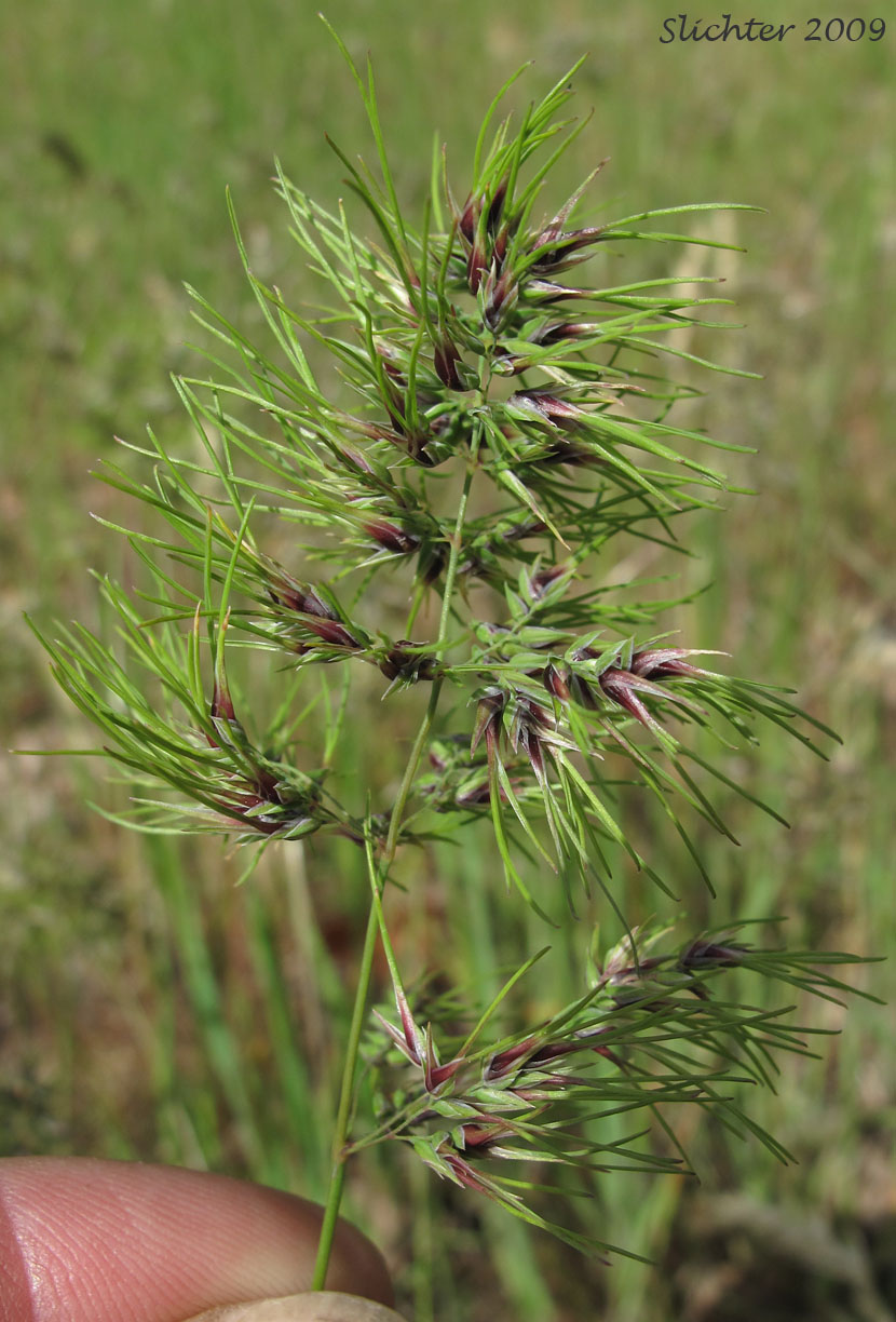 Bulbous Bluegrass: Poa bulbosa (Synonyms: Poa bulbosa ssp. bulbosa, Poa bulbosa ssp. vivipara)