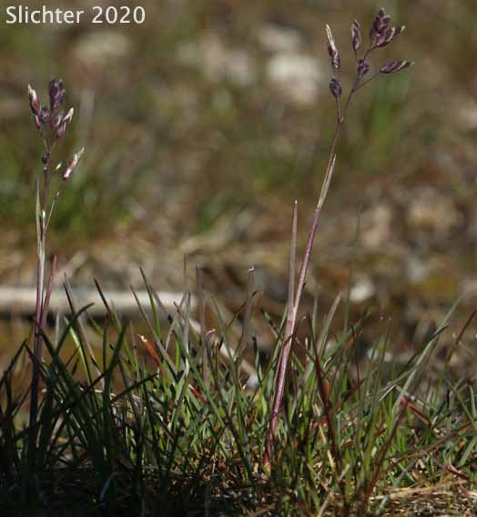 Leiberg's Bluegrass, Leiberg's Blue Grass: Poa leibergii (Synonym: Poa vaseyochloa)