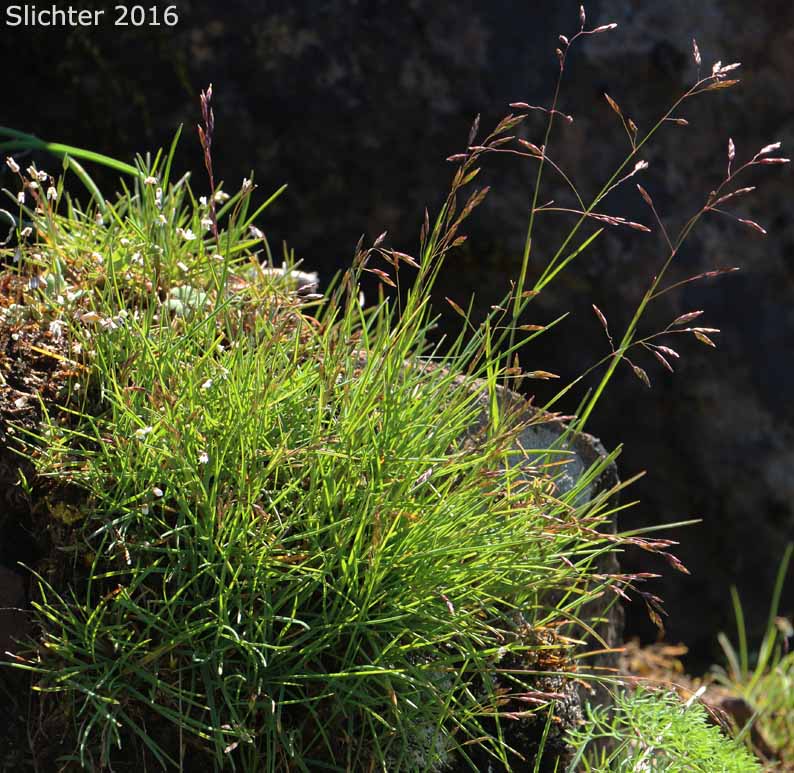 Leiberg's Bluegrass: Poa leibergii (Synonym: Poa vaseyochloa)