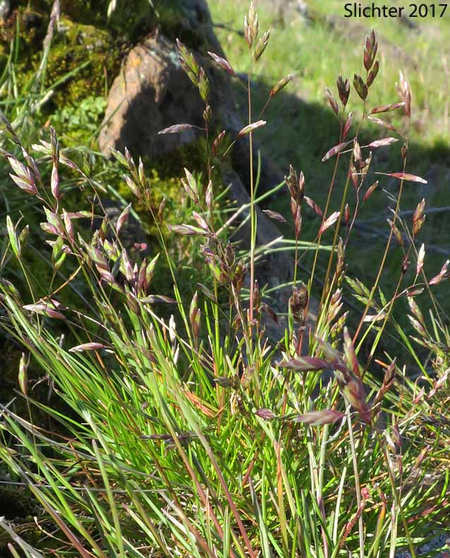 Leiberg's Bluegrass: Poa leibergii (Synonym: Poa vaseyochloa)