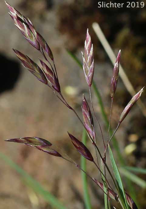Leiberg's Bluegrass: Poa leibergii (Synonym: Poa vaseyochloa)