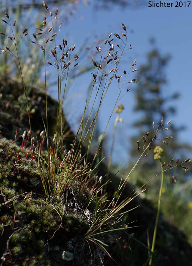 Leiberg's Bluegrass: Poa leibergii (Synonym: Poa vaseyochloa)