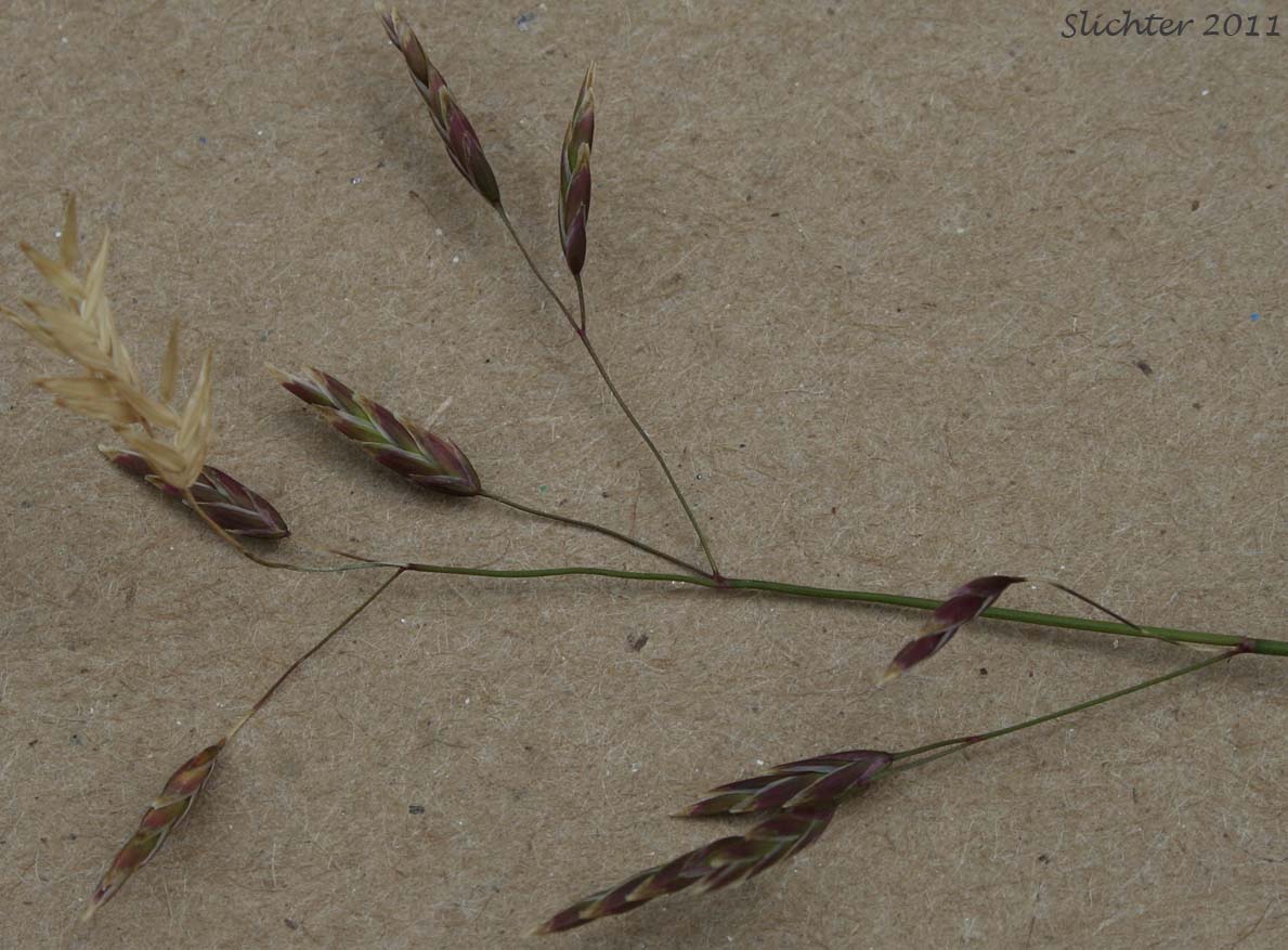 Close-up of the inflorescence of Leiberg's Bluegrass: Poa leibergii (Synonym: Poa vaseyochloa)