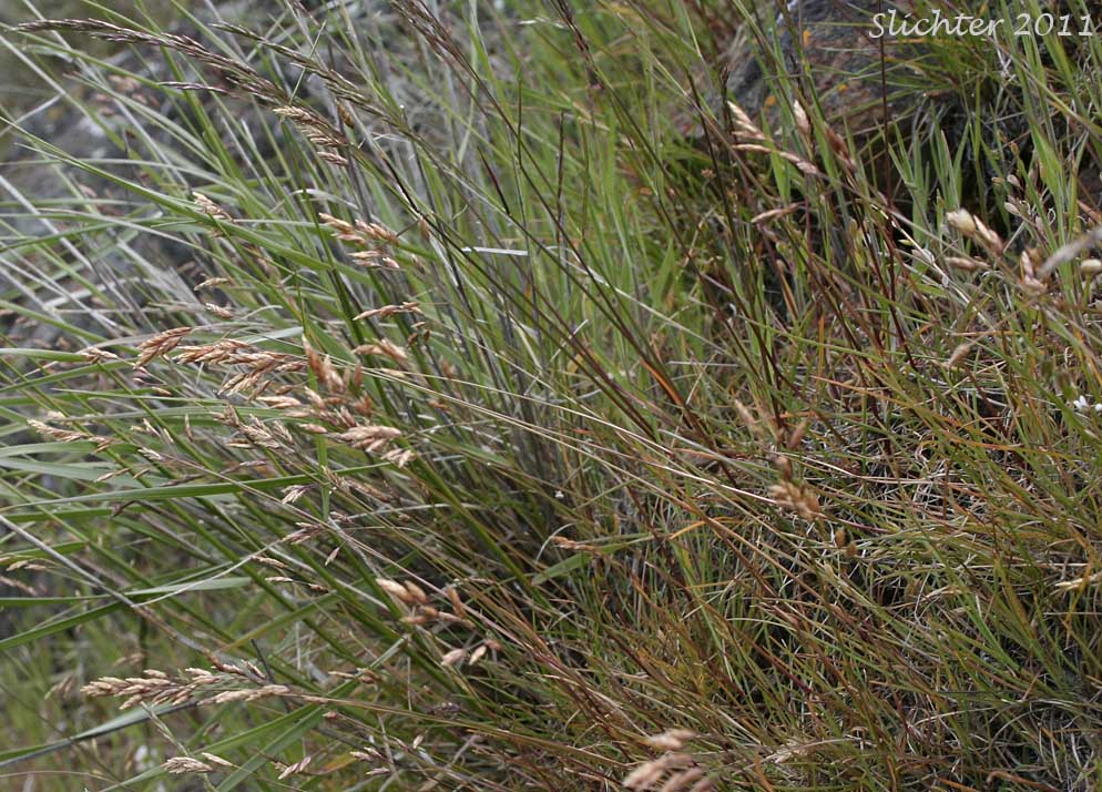 Leiberg's Bluegrass: Poa leibergii (Synonym: Poa vaseyochloa)