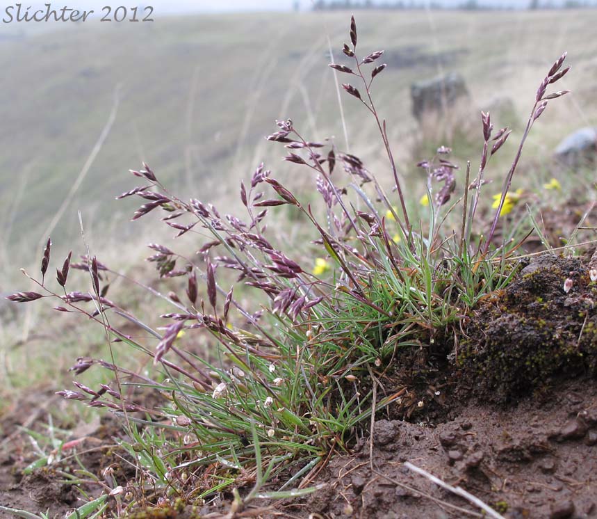 Leiberg's Bluegrass: Poa leibergii (Synonym: Poa vaseyochloa)