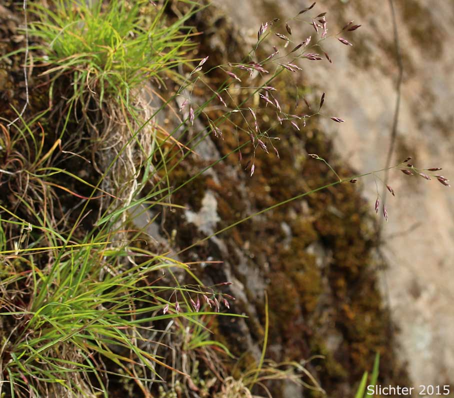Multnomah Bluegrass: Poa xmultnomae (Synonyms: Poa gracillima, Poa gracillima var. multnomae)