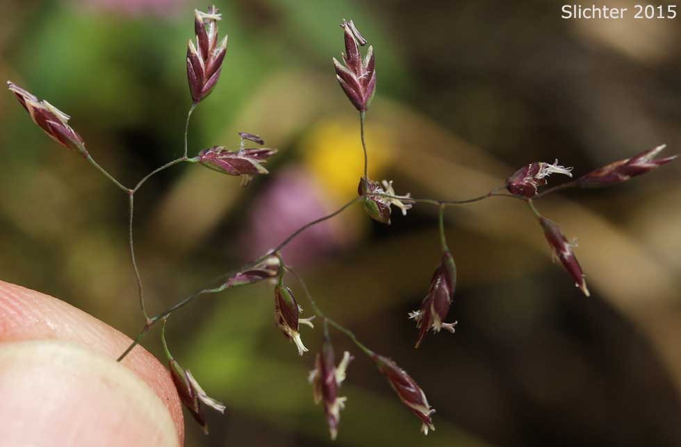 Inflorescence of Multnomah Bluegrass: Poa xmultnomae (Synonyms: Poa gracillima, Poa gracillima var. multnomae)
