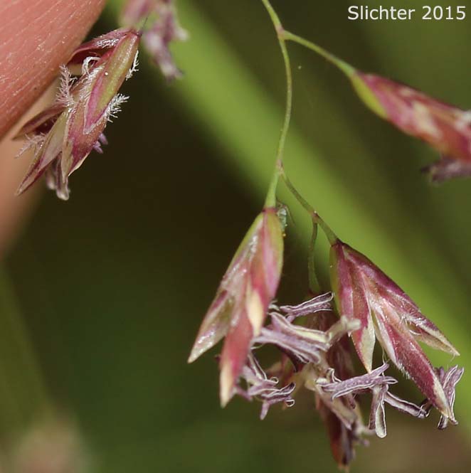 Spikelets of Multnomah Bluegrass: Poa xmultnomae (Synonyms: Poa gracillima, Poa gracillima var. multnomae)