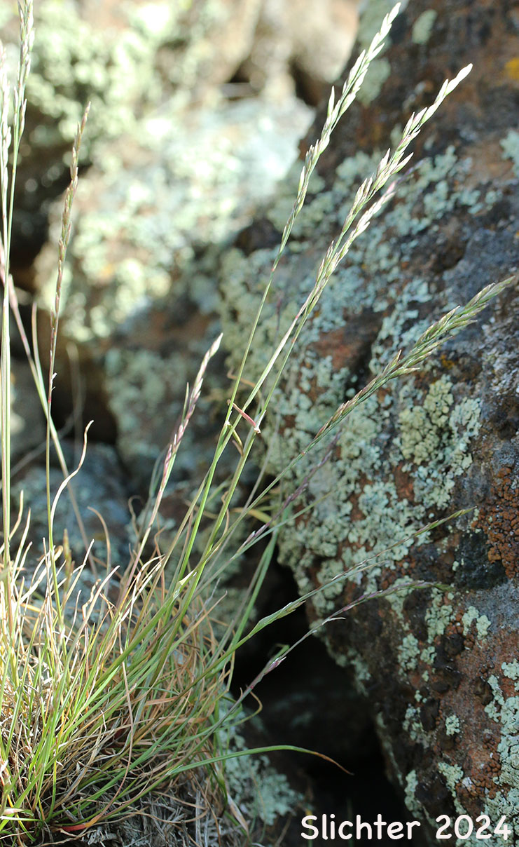 Alkali Bluegrass, Big Bluegrass, Nevada Bluegrass: Poa secunda ssp. juncifolia (Synonyms: Poa ampla, Poa brachyglossa, Poa confusa, Poa juncifolia, Poa juncifolia ssp. porteri, Poa juncifolia var. ampla, Poa nevadensis, Poa nevadensis var. juncifolia)