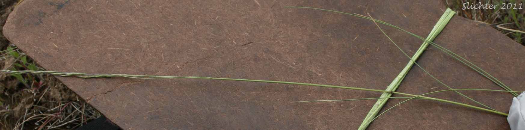 Alkali Bluegrass, Big Bluegrass, Nevada Bluegrass: Poa secunda ssp. juncifolia (Synonyms: Poa ampla, Poa brachyglossa, Poa confusa, Poa juncifolia, Poa juncifolia ssp. porteri, Poa juncifolia var. ampla, Poa nevadensis, Poa nevadensis var. juncifolia)