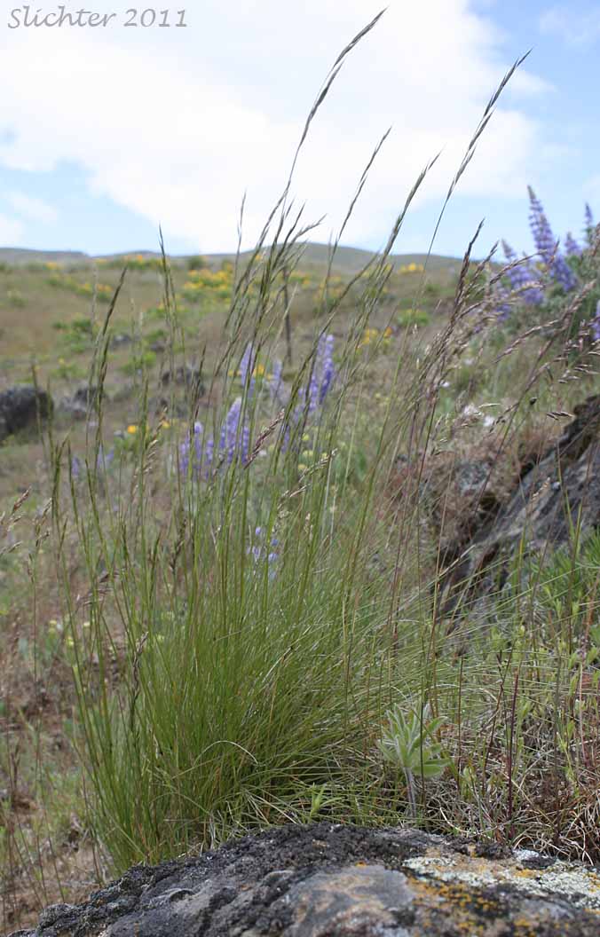 Alkali Bluegrass, Big Bluegrass, Nevada Bluegrass: Poa secunda ssp. juncifolia (Synonyms: Poa ampla, Poa brachyglossa, Poa confusa, Poa juncifolia, Poa juncifolia ssp. porteri, Poa juncifolia var. ampla, Poa nevadensis, Poa nevadensis var. juncifolia)