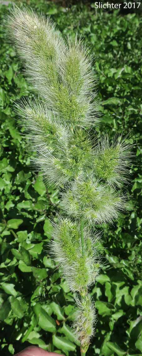 Annual Beardgrass, Annual Rabbitsfoot Grass, Annual Rabbit's-foot Grass, Rabbitfoot Grass: Polypogon monspeliensis (Synonym: Alopecurus monspeliensis)