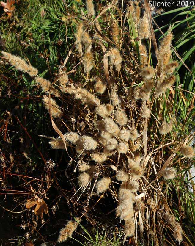 Annual Beardgrass, Annual Rabbitsfoot Grass, Annual Rabbit's-foot Grass, Rabbitfoot Grass: Polypogon monspeliensis (Synonym: Alopecurus monspeliensis)
