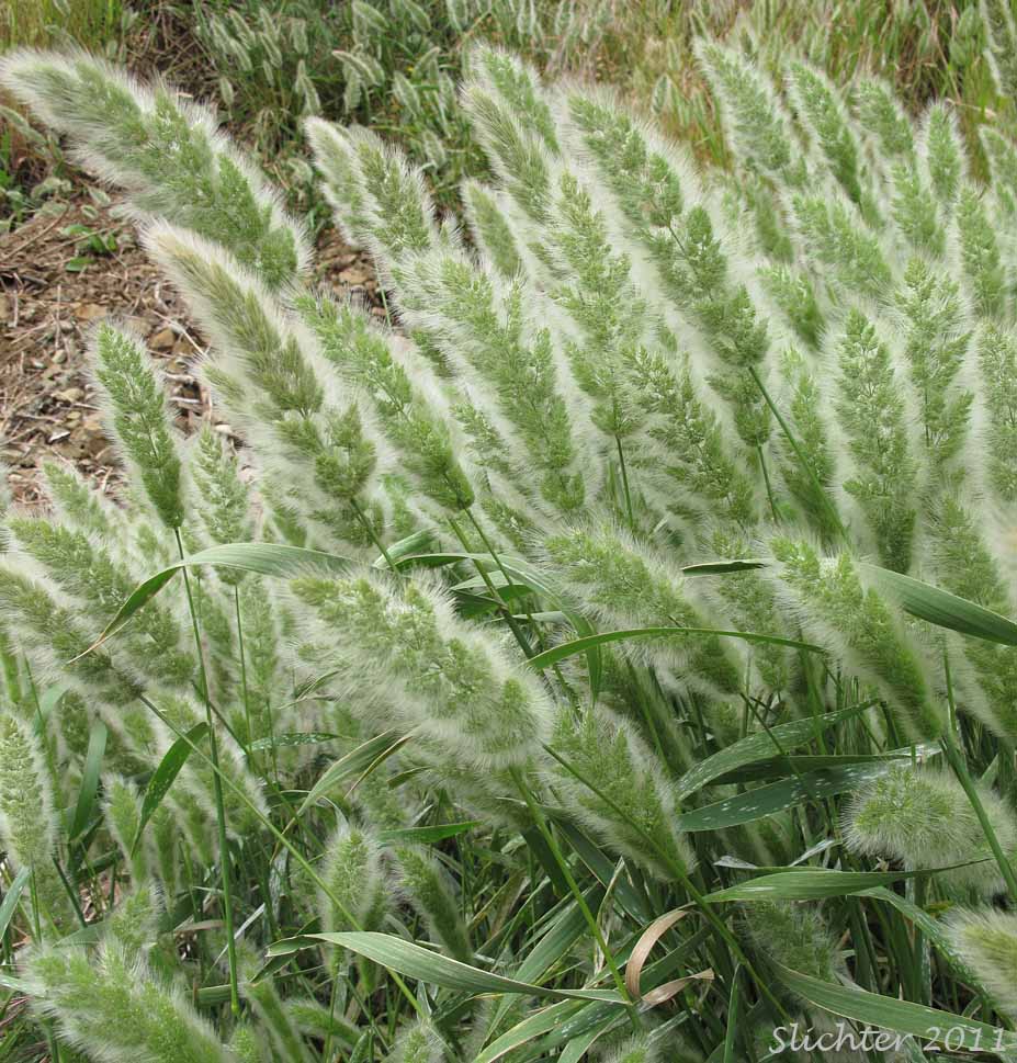 Annual Beardgrass, Annual Rabbitsfoot Grass, Annual Rabbit's-foot Grass, Rabbitfoot Grass: Polypogon monspeliensis (Synonym: Alopecurus monspeliensis)