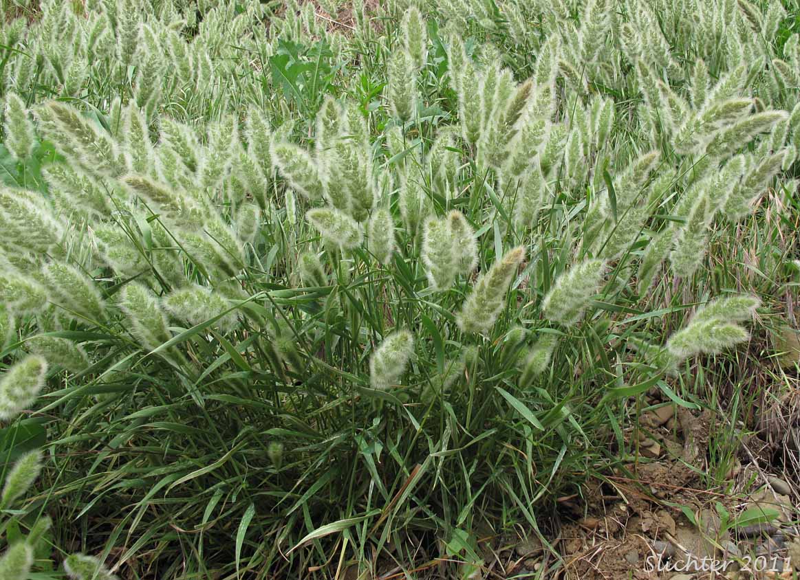 Annual Beardgrass, Annual Rabbitsfoot Grass, Annual Rabbit's-foot Grass, Rabbitfoot Grass: Polypogon monspeliensis (Synonym: Alopecurus monspeliensis)