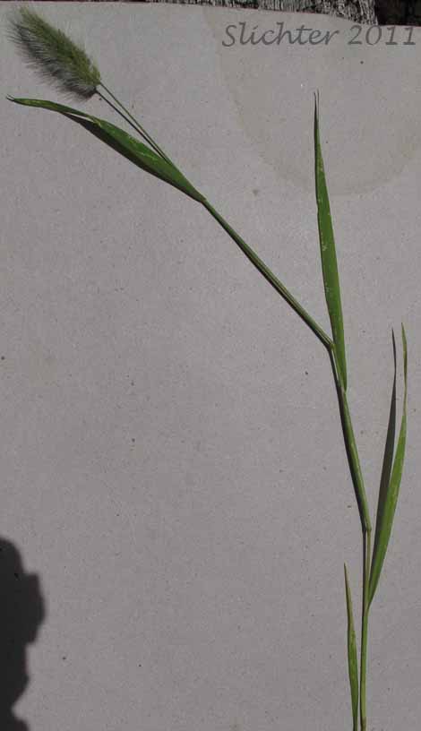 Annual Beardgrass, Annual Rabbitsfoot Grass, Annual Rabbit's-foot Grass, Rabbitfoot Grass: Polypogon monspeliensis (Synonym: Alopecurus monspeliensis)