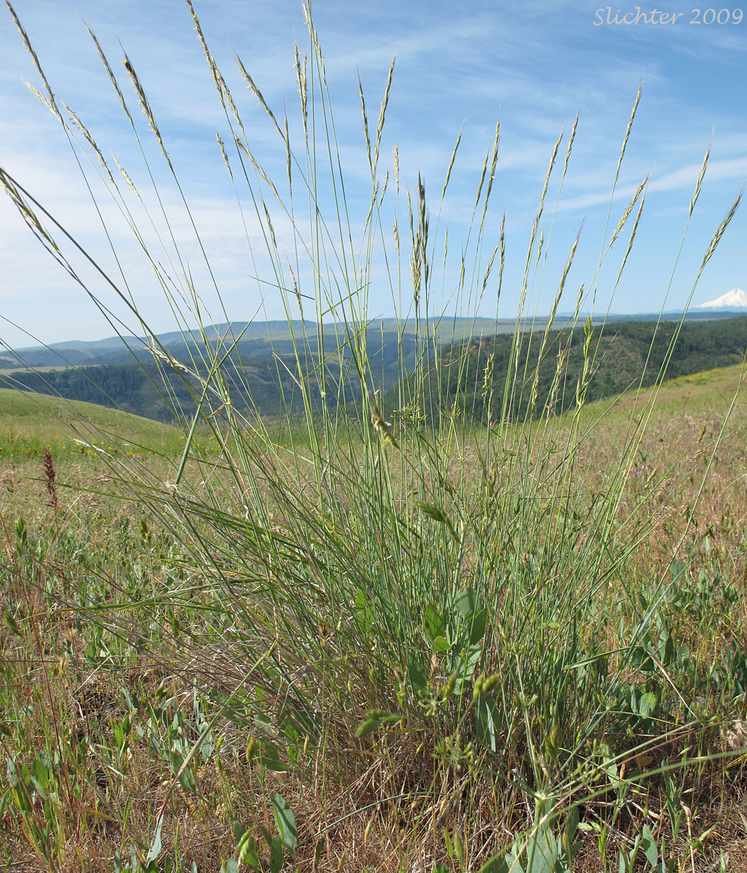 Bluebunch Wheatgrass, Beardless Bluebunch Wheatgrass, Beardless Wheatgrass: Pseudoroegneria spicata (Synonyms: Agropyron inerme, Agropyron spicatum , Agropyron spicatum var. inerme, Agropyron spicatum var. pubescens, Agropyron vaseyi, Elymus spicatus, Elytrigia spicata, Pseudoroegneria spicata ssp. inermis, Pseudoroegneria spicata ssp. spicata, Roegneria spicata)