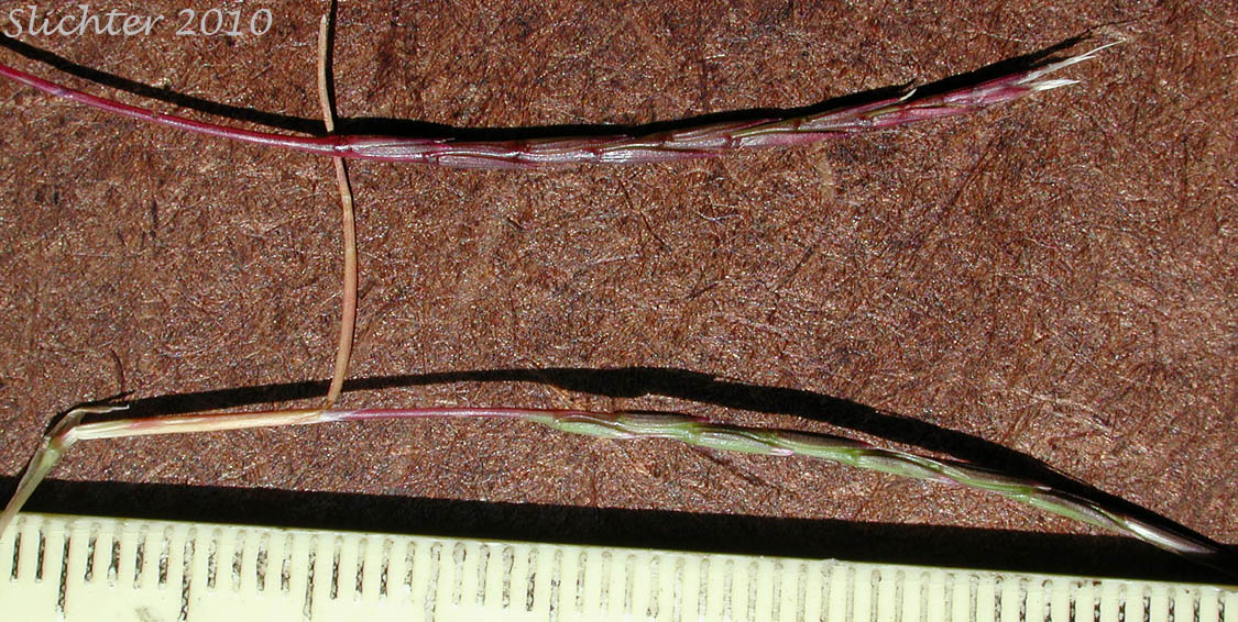Spikes of Scribner's Grass, Scribner-grass: Scribneria bolanderi