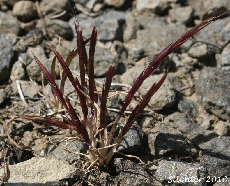 Scribner's Grass, Scribner-grass: Scribneria bolanderi