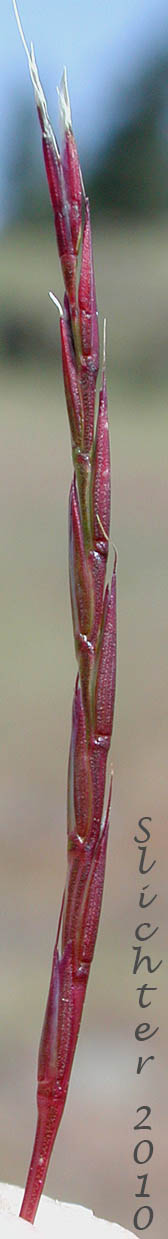 Spike of Scribner's Grass, Scribner-grass: Scribneria bolanderi