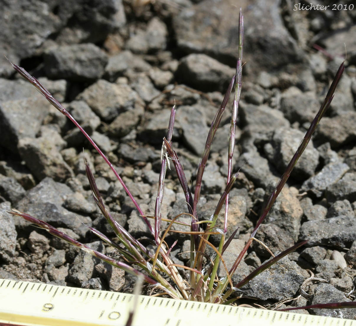 Scribner's Grass, Scribner-grass: Scribneria bolanderi