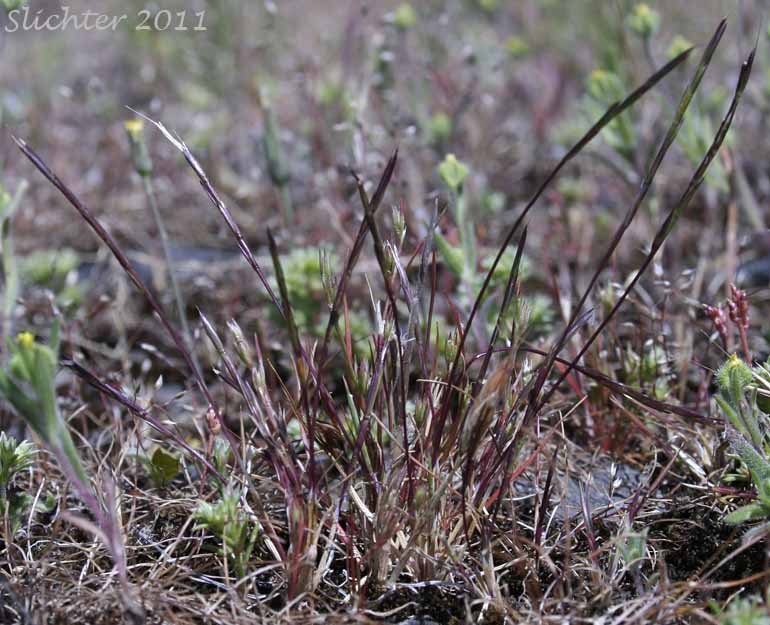 Scribner's Grass, Scribner-grass: Scribneria bolanderi