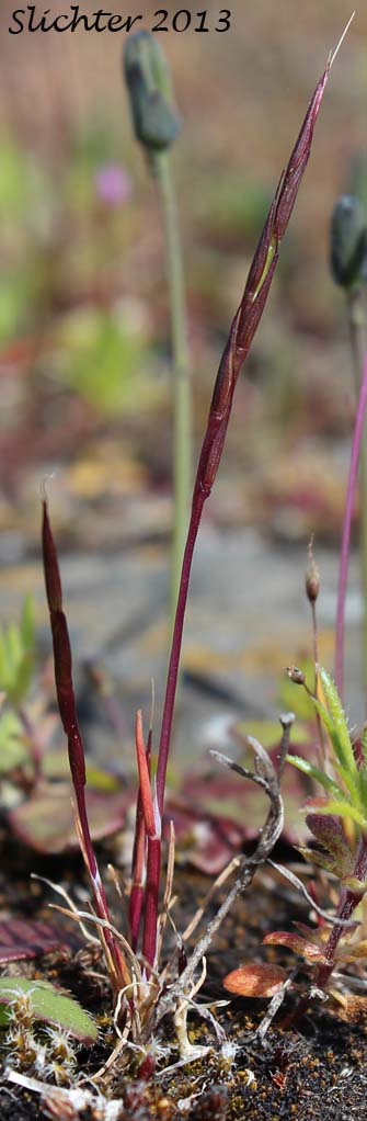Scribner's Grass, Scribner-grass: Scribneria bolanderi