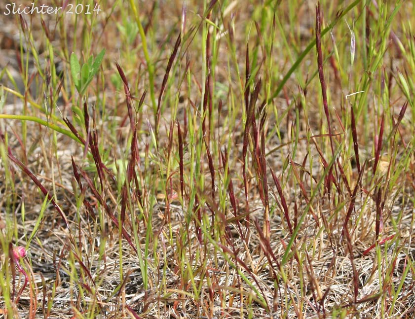 Scribner's Grass, Scribner-grass: Scribneria bolanderi