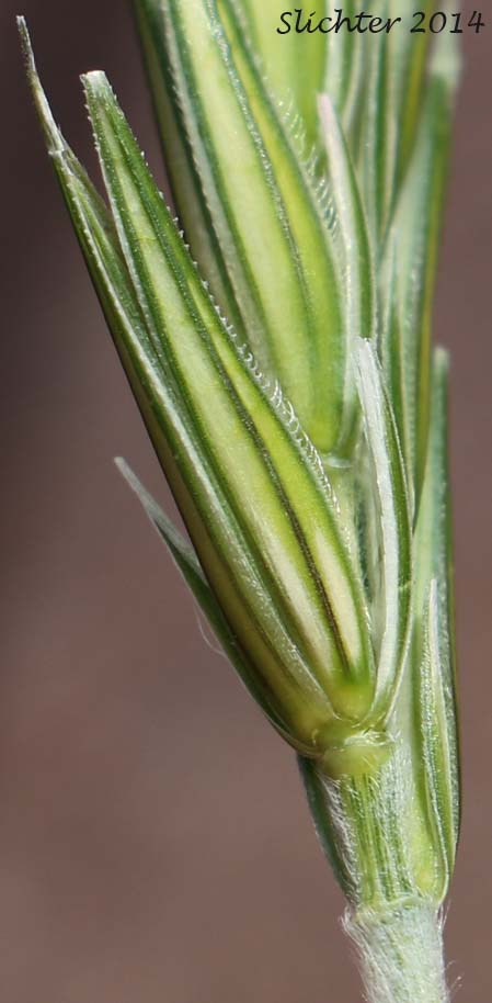 Unidentified Grass #13 of the Columbia River Gorge of Oregon and Washington