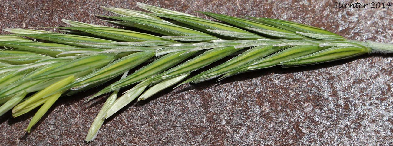 Close-up of the inflorescence of Unidentified Grass #13 of the Columbia River Gorge of Oregon and Washington