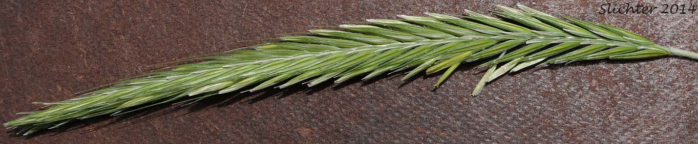 Unidentified Grass #13 of the Columbia River Gorge of Oregon and Washington