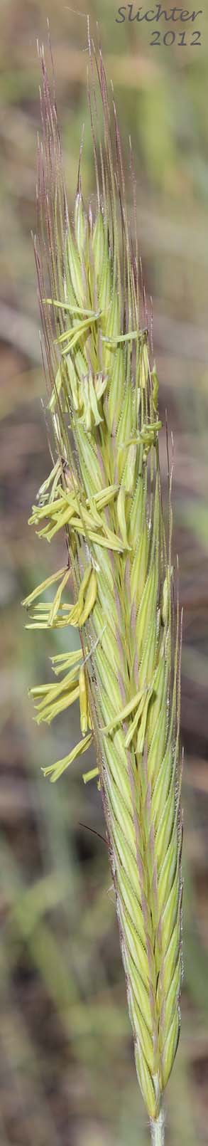 Close-up of the inflorescence of Cereal Rye, Cultivated Rye, Rye, Winter Rye: Secale cereale (Synonyms: Secale montanum, Secale strictum, Triticum cereale)