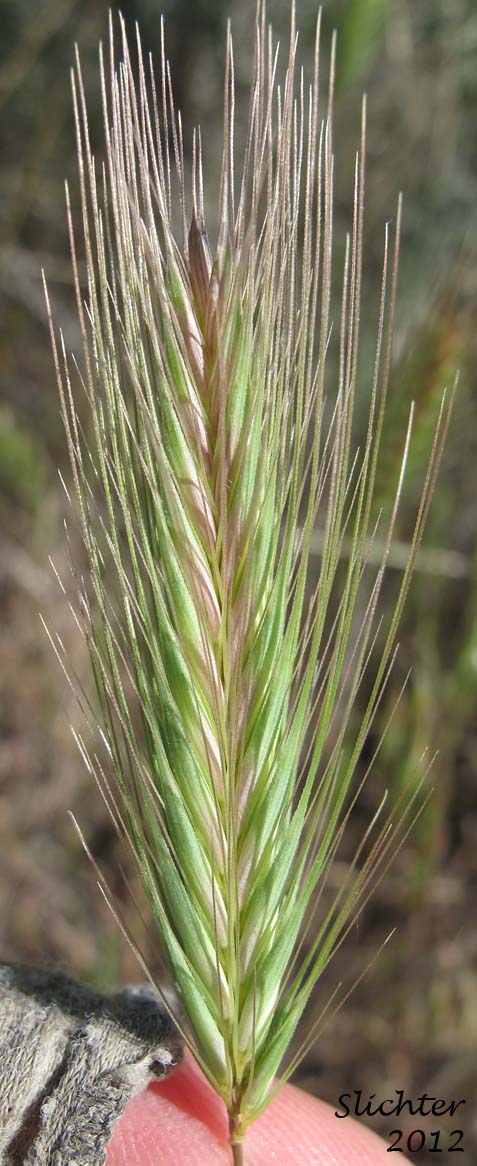 Inflorescence of Cereal Rye, Cultivated Rye, Rye, Winter Rye: Secale cereale (Synonyms: Secale montanum, Secale strictum, Triticum cereale)