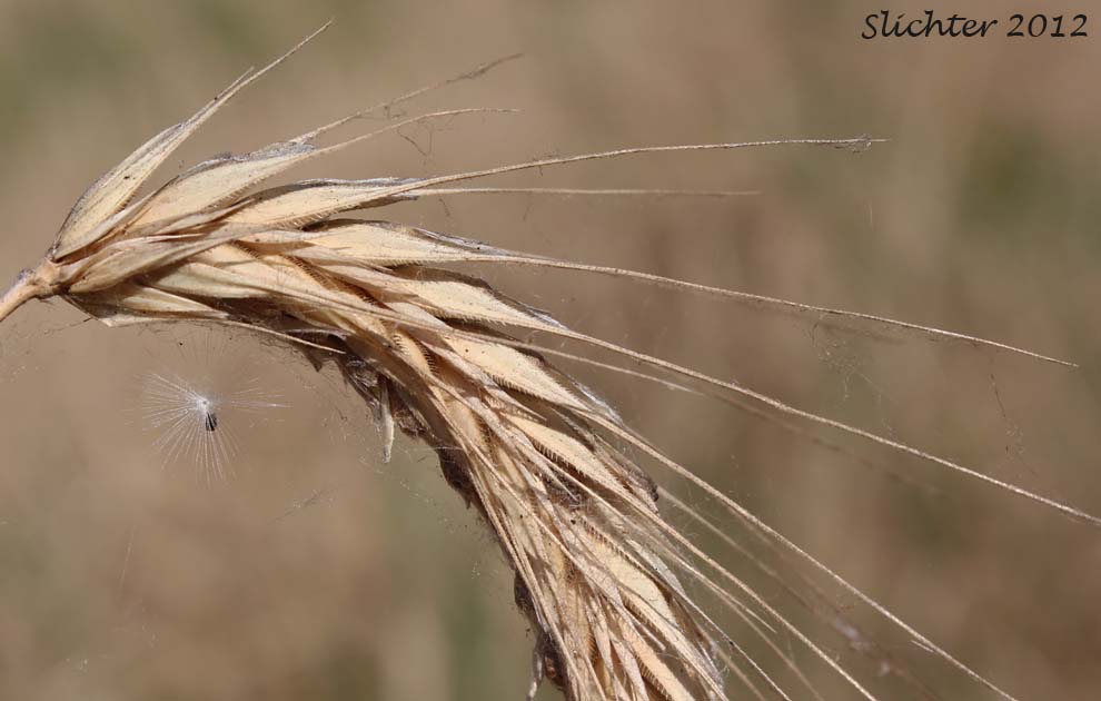 Close-up of the seed head of Cereal Rye, Cultivated Rye, Rye, Winter Rye: Secale cereale (Synonyms: Secale montanum, Secale strictum, Triticum cereale)