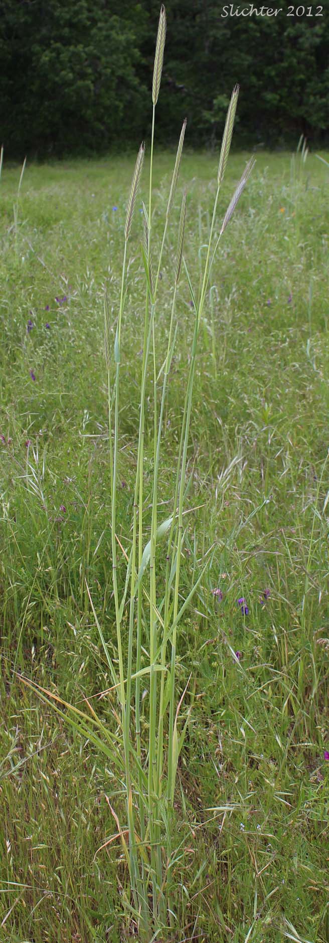 Cereal Rye, Cultivated Rye, Rye, Winter Rye: Secale cereale (Synonyms: Secale montanum, Secale strictum, Triticum cereale)