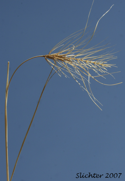 Medusa-head, Medusahead Wildrye: Taeniatherum caput-medusae (Synonyms: Elymus caput-medusae, Taeniatherum asperum, Taeniatherum crinitum var. caput-medusae)