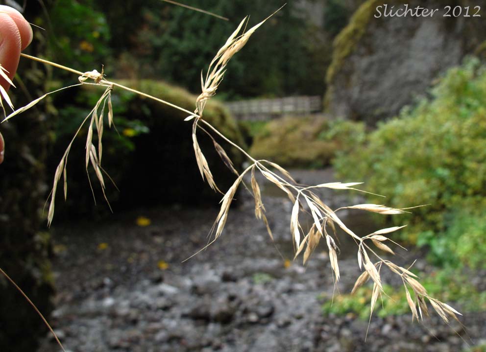 Close-up of the inflorescence of Unidentified Grass #4 of the Columbia River Gorge