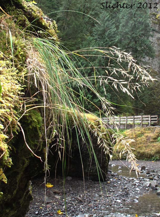 Unidentified Grass #4 of the Columbia River Gorge