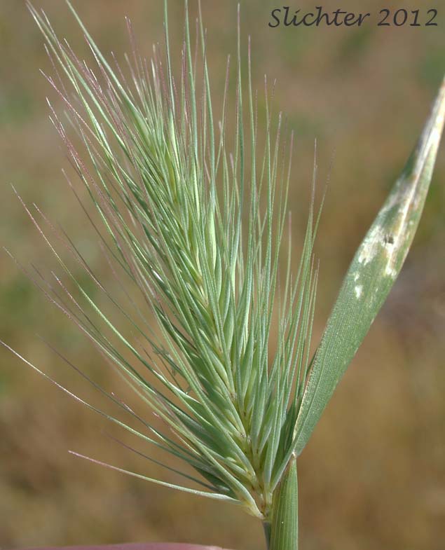 Inflorescence of Unidentified Grass #5 of the Columbia River Gorge