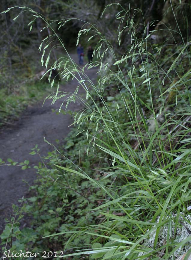 Unidentified Grass #7 of the Columbia River Gorge