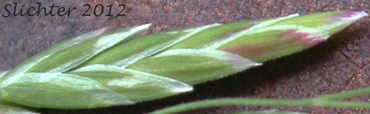 Unidentified Grass #7 of the Columbia River Gorge