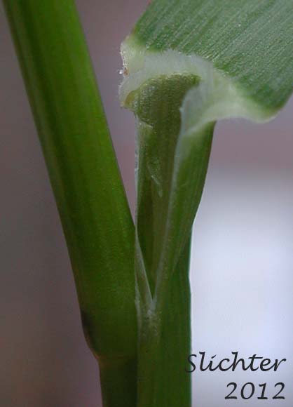 Ligule of Unidentified Grass #7 of the Columbia River Gorge