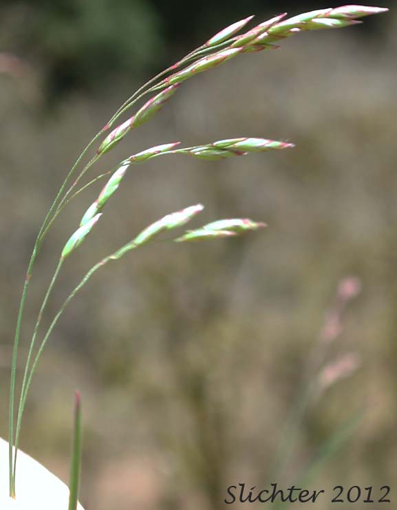 Inflorescence of Unidentified Grass #8 of the Columbia River Gorge