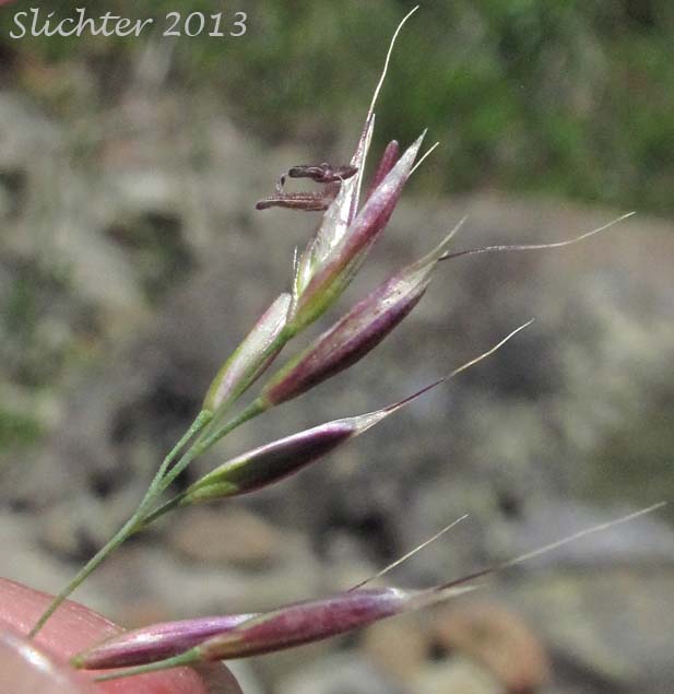 Spikelets of Unidentified Grass #9 of the Columbia River Gorge of Oregon and Washington