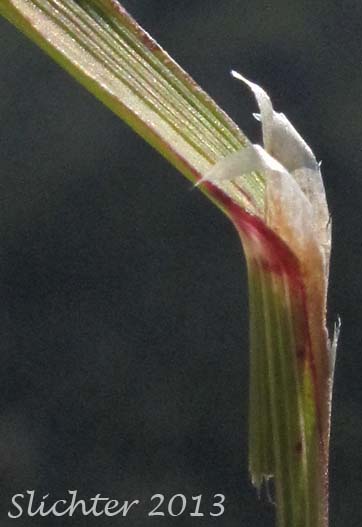 Unidentified Grass #9 of the Columbia River Gorge of Oregon and Washington