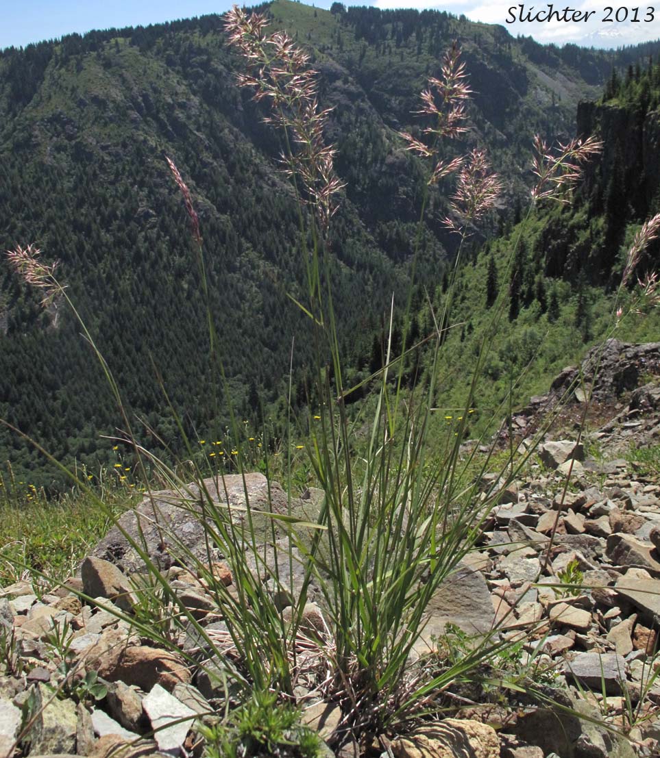 Unidentified Grass #9 of the Columbia River Gorge of Oregon and Washington