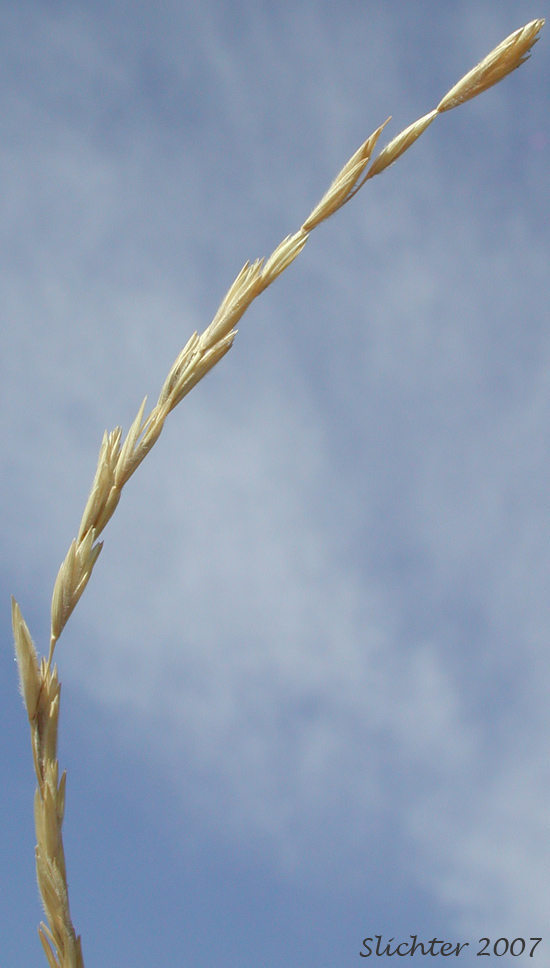 Unidentified Grass #1 of the Columbia River Gorge