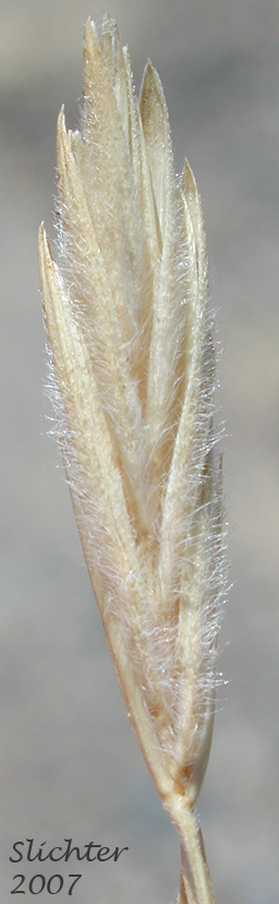 Unidentified Grass #1 of the Columbia River Gorge
